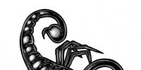 Восточно-зодиакальный гороскоп: Петух – Скорпион